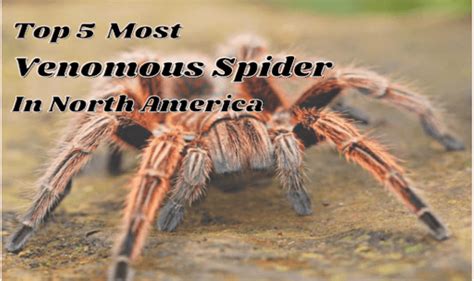 Top 5 Most Venomous Spiders In North America