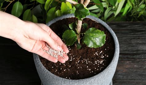 Quel Engrais Choisir Pour Une Plante Verte Jardiland