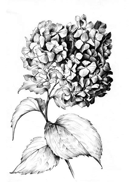 Hydrangea Sketch Large Print Jpeg Clipart Flower Line Etsy