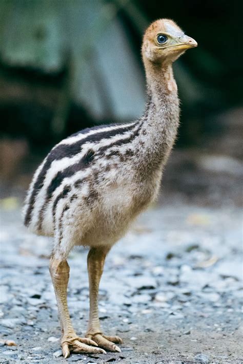 Cassowary Chick Cassowary Australian Native Animals Australian Birds