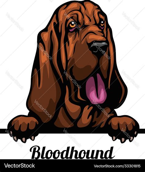 Bloodhound Color Peeking Dogs Breed Face Head Vector Image