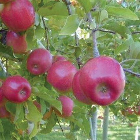 Idared Apple Apple Trees Stark Bros