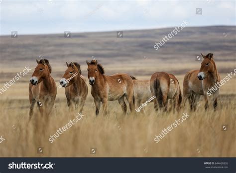 2,874 Mongolian wild horse Images, Stock Photos & Vectors | Shutterstock