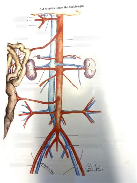 Cat Blood Vessels Diagram Quizlet