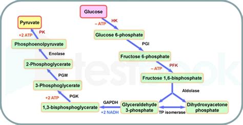 Solved What Is The First Step In The Aerobic Glycolysis Pathway