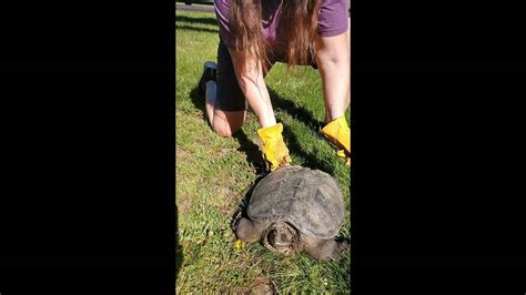 Creature With Aggressive Bite Spotted In Oregon Pasture Kansas City Star