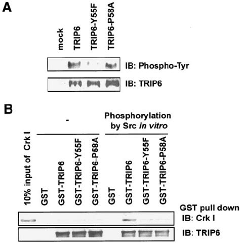 Mutation Of Tyr Or Pro Abolishes C Src Dependent Trip Binding To