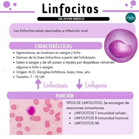 Linfocitos Yudoc Org Udocz