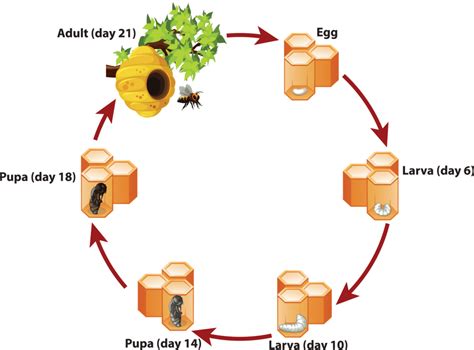 Bee Beginnings: The Transformation From Egg To Larva! - Bee Honey Makers: Premium Manuka Honey ...