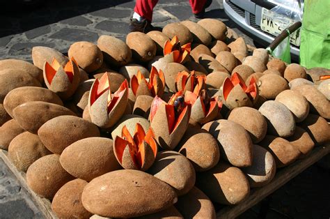 Mamey Sapote Tree (a.k.a ciku gergasi) – Malaysia Online Plant Nursery