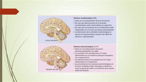 Semana 3 Comunicación Entre Neuronas Pptx