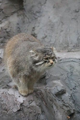 旭山動物園 マヌルネコ・シンリンオオカミ・カバ 『にゃんこ＆わんこ＆おやこ』 札幌の写真屋、フォトショップ パル