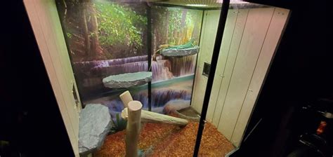 Iguana Cage: Complete Indoor & Outdoor Setup Guide + Ideas!