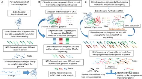 Figure From Understanding The Promises And Hurdles Of Metagenomic