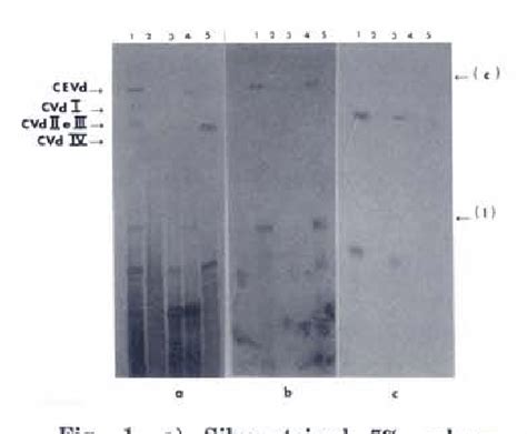 Figure 1 From Hybridization Analysis Of Citrus Viroids With Citrus