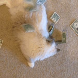 money cat on Tumblr