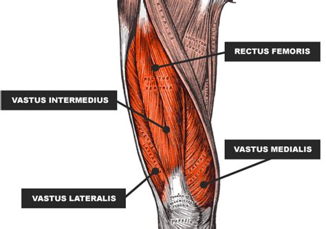 Quadriceps Injury: Comprehensive Recovery Guide | rugbystore Blog