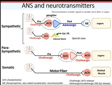 Neurotransmitters and receptors (6) Flashcards | Quizlet