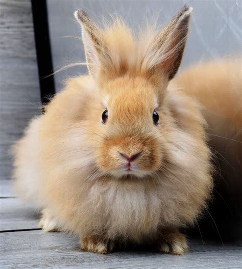 Rabbits With Long Hair A Beginners Guide The Rabbit Hop