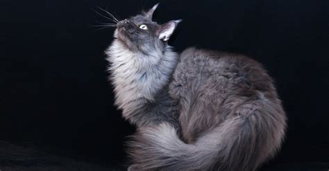 Maine Coon Blue Smoke Caract Ristiques Et Photos