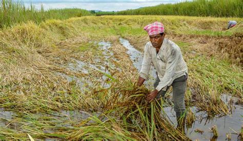 Govt Raises Paddy MSP By Rs 117 To Rs 2 300 Per Quintal For 2024 25