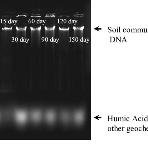 Soil Dehydrogenase Activity Assayed At Different Stages Of Plant Growth