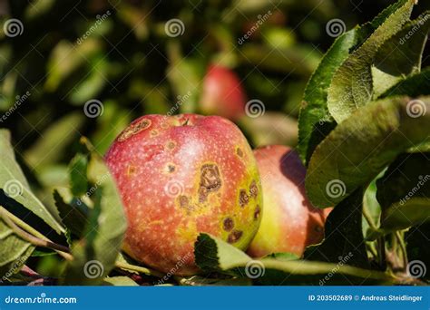 Apple scab disease stock image. Image of epidemics, domestica - 203502689