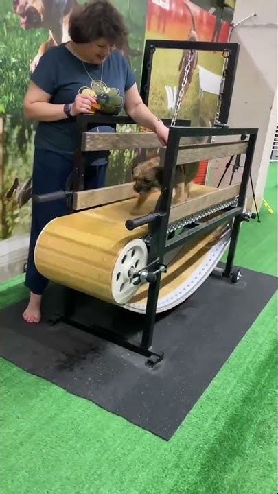 Фитнес для собак любых пород. - YouTube