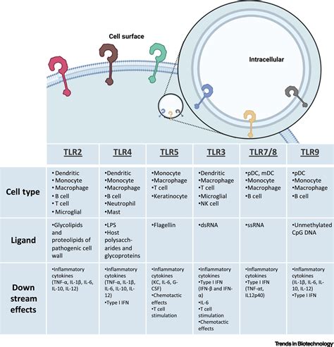 Engineered Macromolecular Toll Like Receptor Agents And Assemblies