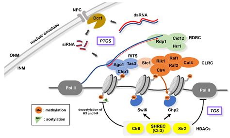 Cells Free Full Text Nuclear Envelope Proteins Modulating The