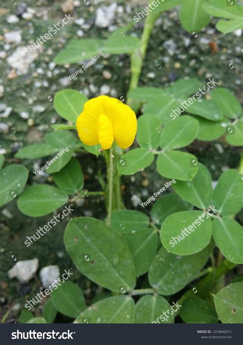 Arachis Duranensis Plant Stock Photo 1254842911 Shutterstock