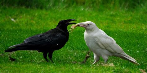 Crow In White Tim Clark's Flowers in Markham