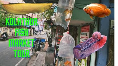 Kolathur Fish Market With Prices Youtube