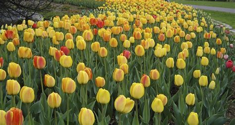 100 000 tulipes vont être vendues pour lutter contre Alzheimer