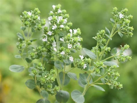 Plante D Origan Poussant Dans Le Jardin Image Stock Image Du Herbe