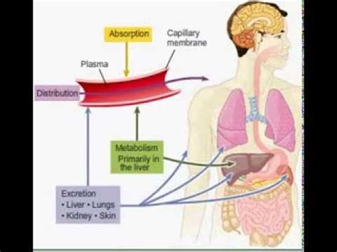 Farmacocin Tica Liberaci N Absorci N Distribuci N Metabolismo Y