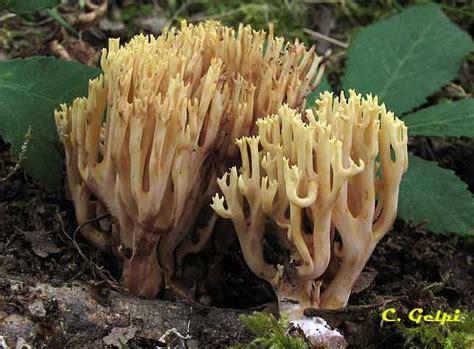 Ramaria Stricta Ramariopsis Tenuicula Sociedad Micol Gica Extreme A