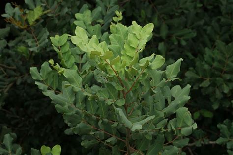 Ceratonia siliqua