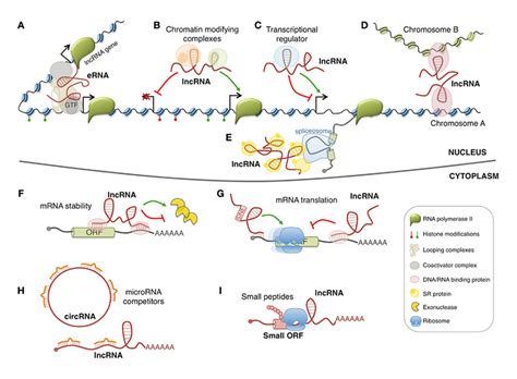 非编码rna研究 表观生物