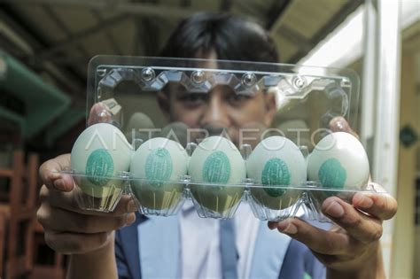 Produksi Telur Asin Di Pesantren Antara Foto