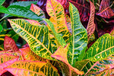 Croton Plant Care: Easy Care Tips - Indoor Plant Center