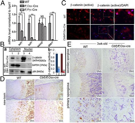 Cbf Governs Osteoblastadipocyte Lineage Commitment Through Enhancing