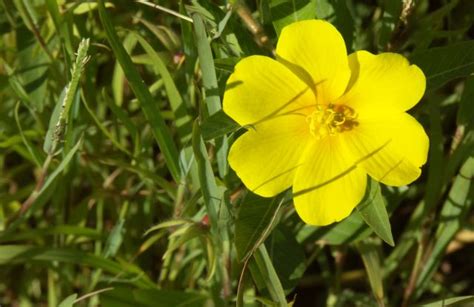 Les Esp Ces Parc Naturel Loire Anjou Touraine