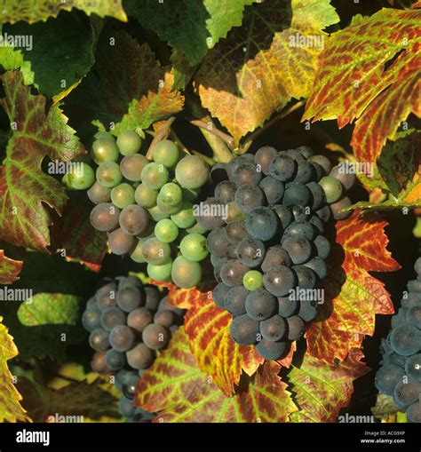 Champagne Region Grape Hi Res Stock Photography And Images Alamy