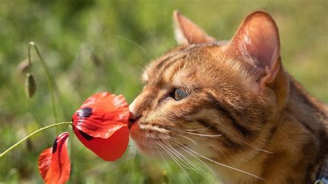 Mit Teebaumöl Katzen vertreiben So funktioniert s in Ihrem Garten