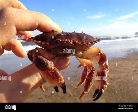 Crab Man Hi Res Stock Photography And Images Alamy