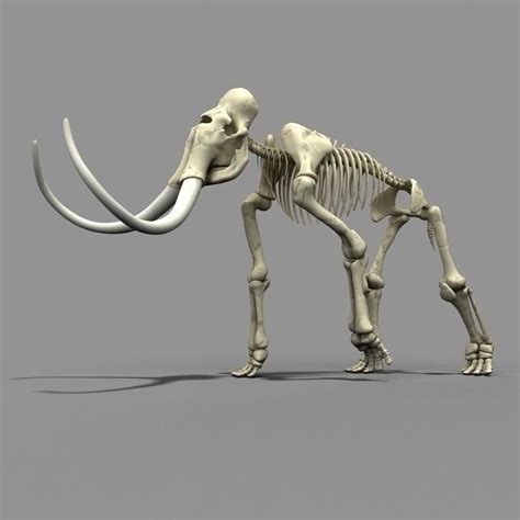 mammoth skeleton bone max