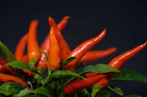 Calabrian Chili Flavor Uses And All You Need To Know