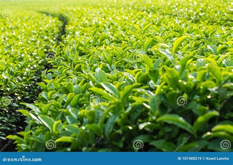 Landscape of Green Tea Plantation,Leaves Background Texture Stock Image ...