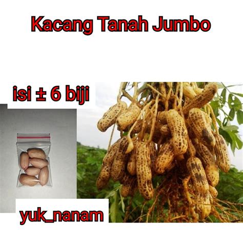 Jual 6 Benih Kacang Tanah Jumbo Varietas Gajah Bibit Sayur Seribu